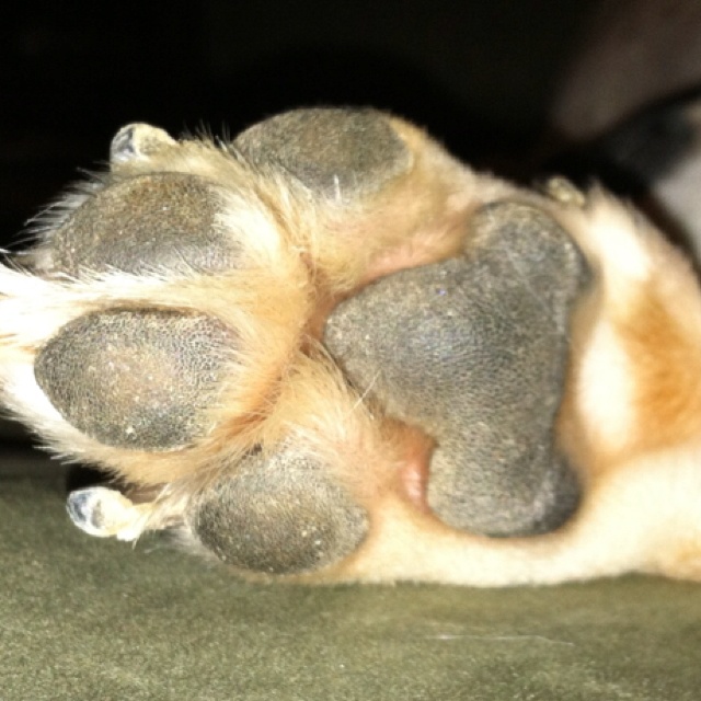 Dewclaws How To Trim Your Dog’s Nails Safely