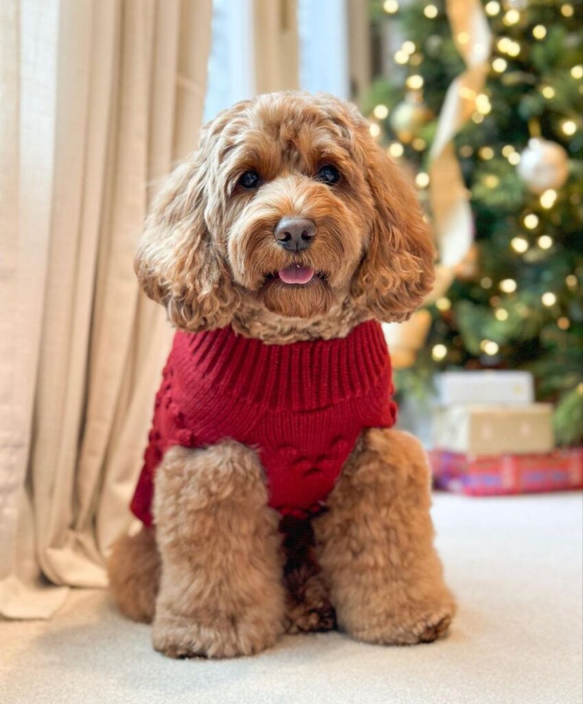 Does Your Dog Have a New Year's Resolution
