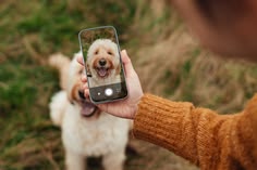 Does Your Dog Have an Instagram