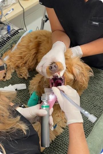 Dog Dental Month