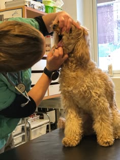 Dog Dental Month