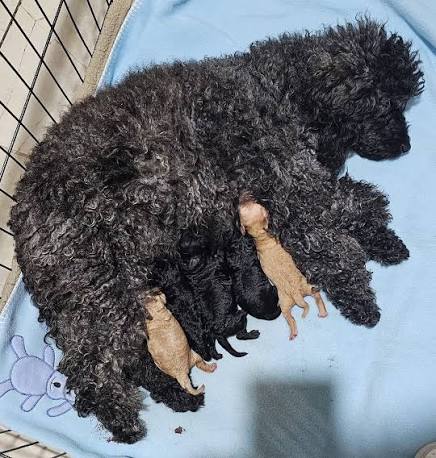 how to reduce dog shedding