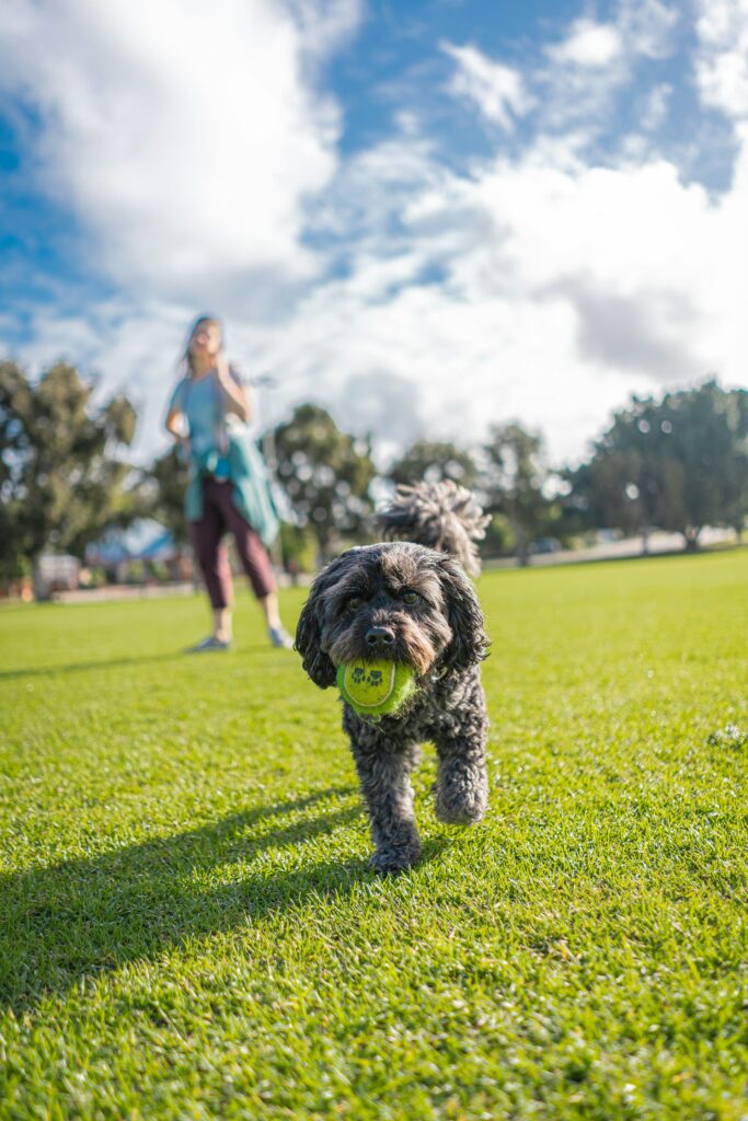 All About the Fastest Dog Breeds