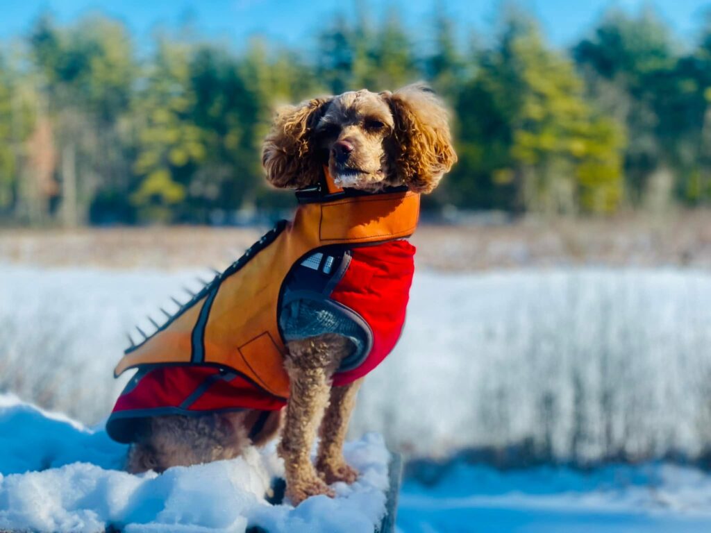Best Dog Breeds for Hiking and Camping