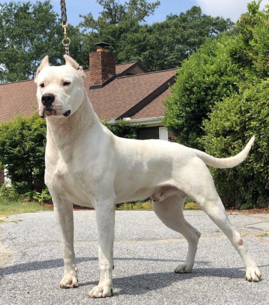 Five newer dog breeds including Barbet Azawakh and American Hairless Terrier