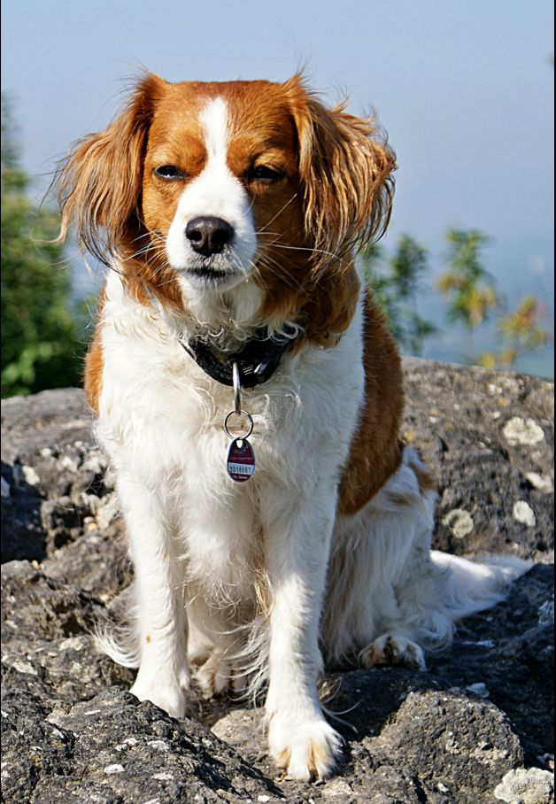 Five newer dog breeds including Barbet Azawakh and American Hairless Terrier