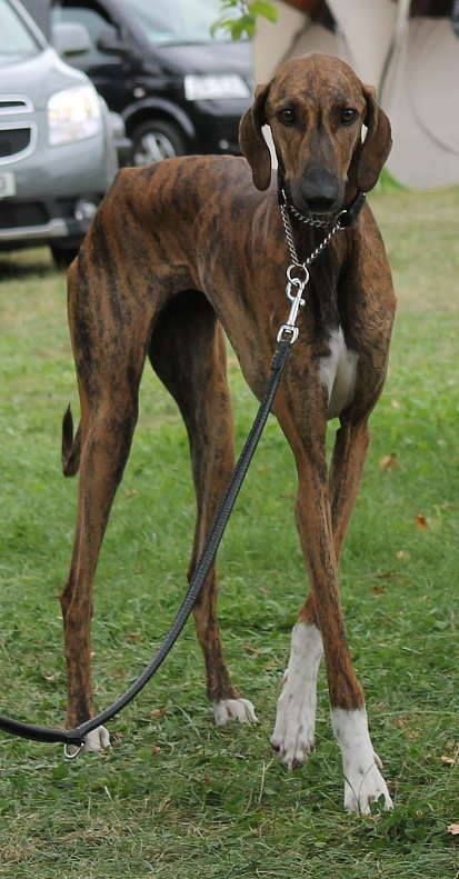 Five newer dog breeds including Barbet Azawakh and American Hairless Terrier