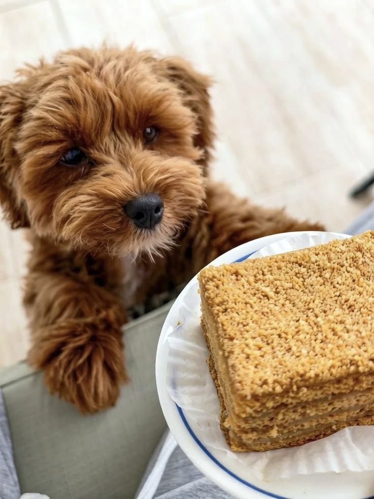 Foods to Keep Away From Your Dog