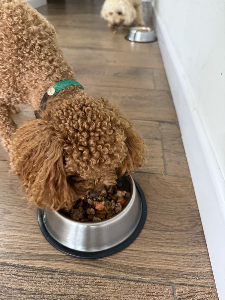 Foods to Keep Away From Your Dog