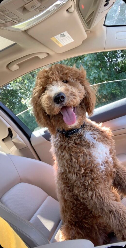 Goldendoodle