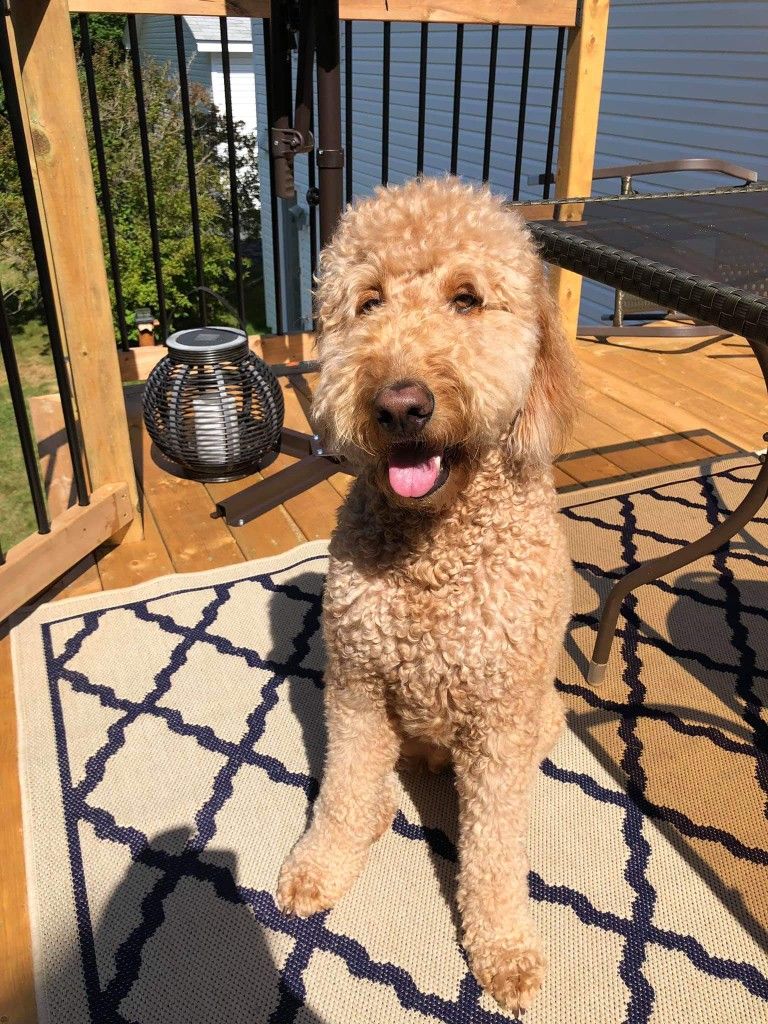 Goldendoodles Can Adapt to Different Homes