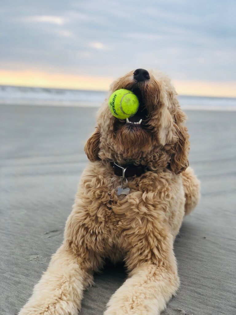 Goldendoodles Need Daily Exercise