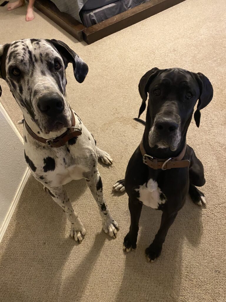 dog breeds with the largest litters