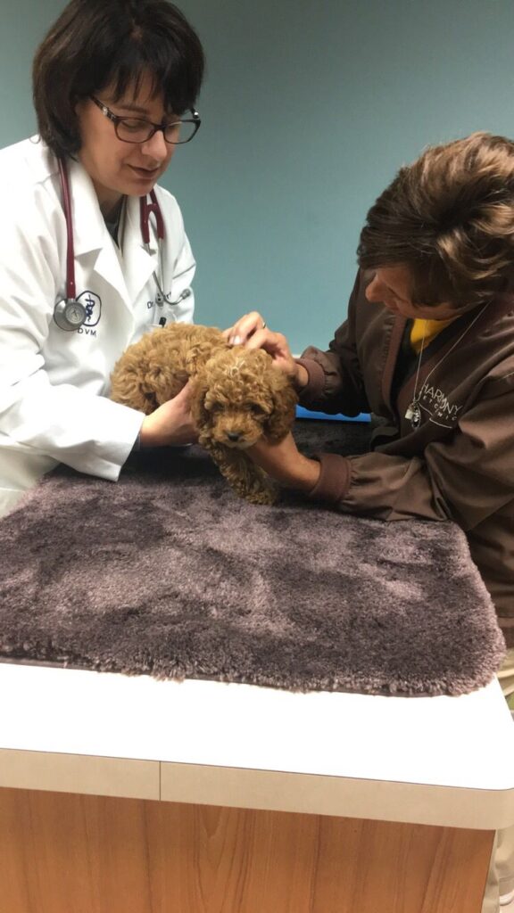 Puppy Vaccines Explained