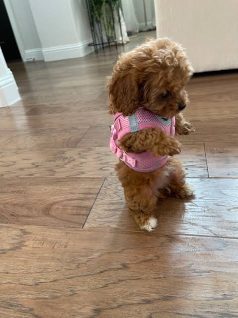 How Responsible Breeders Shape Healthy Cavapoo Behavioral Development