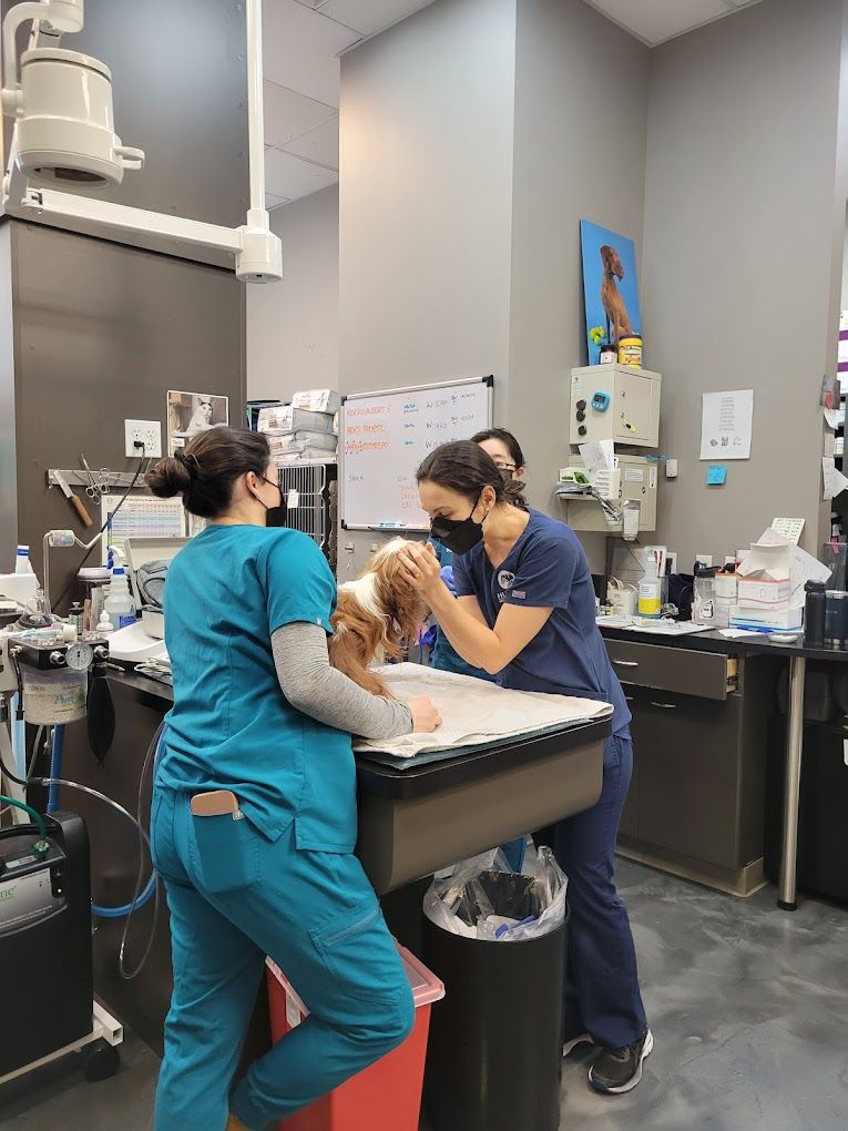 OFA health testing for Cavapoos