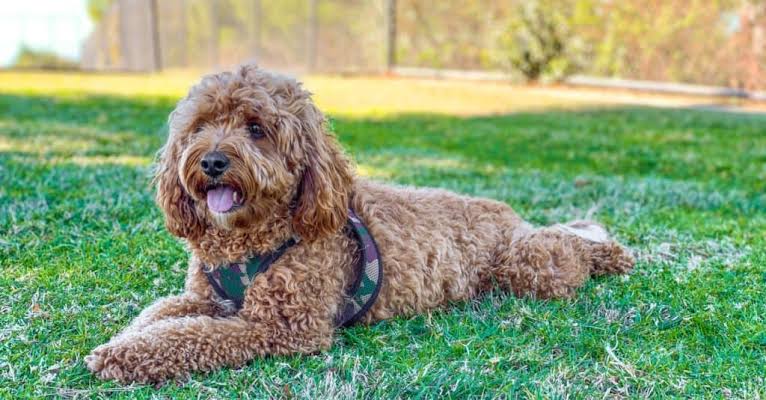 Which Dog Breeds Get Along Best With Cats