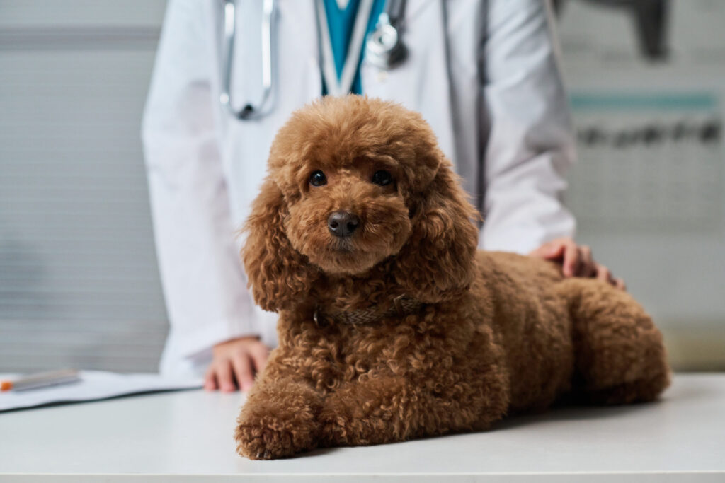 Fetch Pet Insurance for Cavapoo Owners