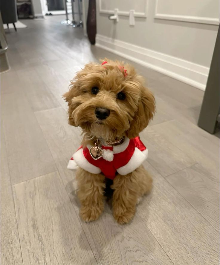 Holiday Puppy Palooza