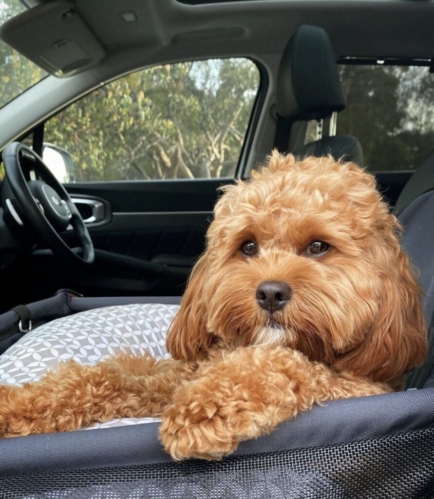 Homemade Dog Treats Your Cavapoo Will Love