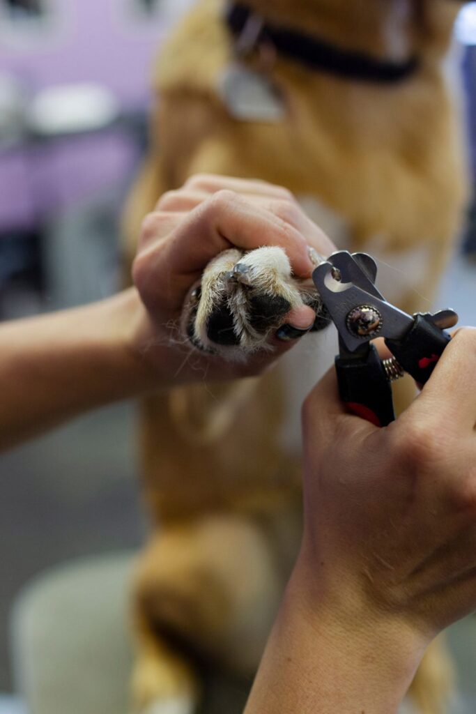 How To Trim Your Dog’s Nails Safely