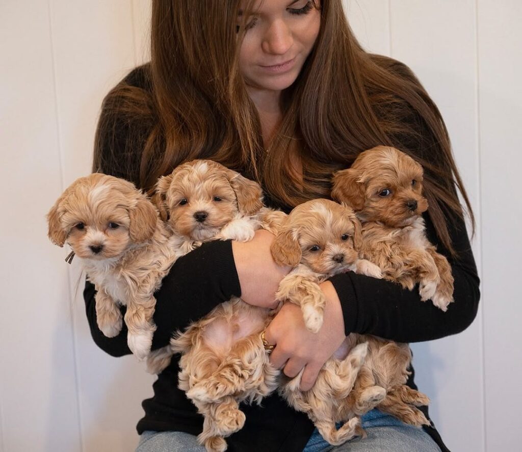 How to Choose the Right Size puppy for Your Family