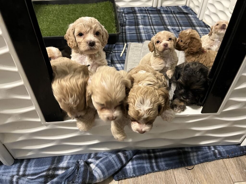 How to Choose the Right Size puppy for Your Family