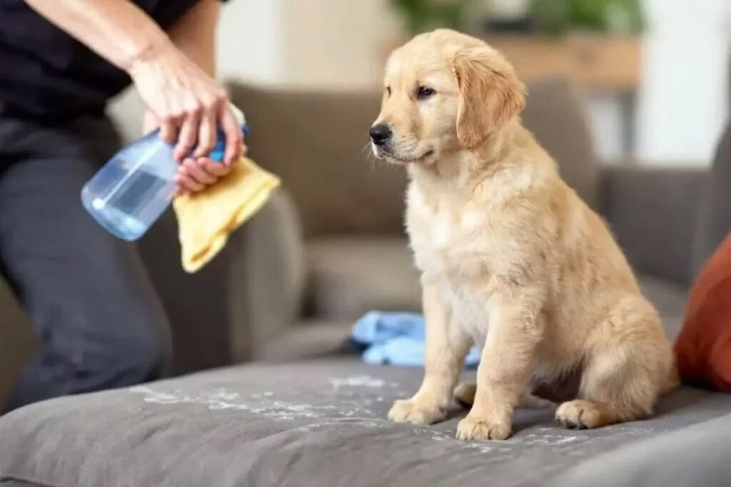 How to Clean Puppy Urine From Carpet