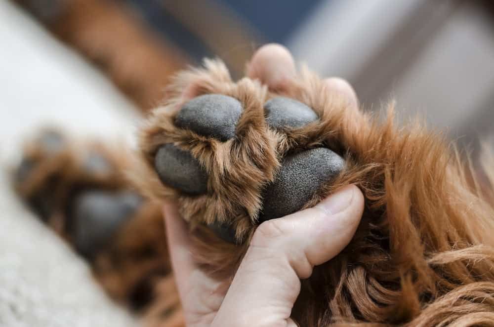 How to Trim Your Dog’s Nails and Paw Pads How to Trim Your Dog’s Nails and Paw Pads