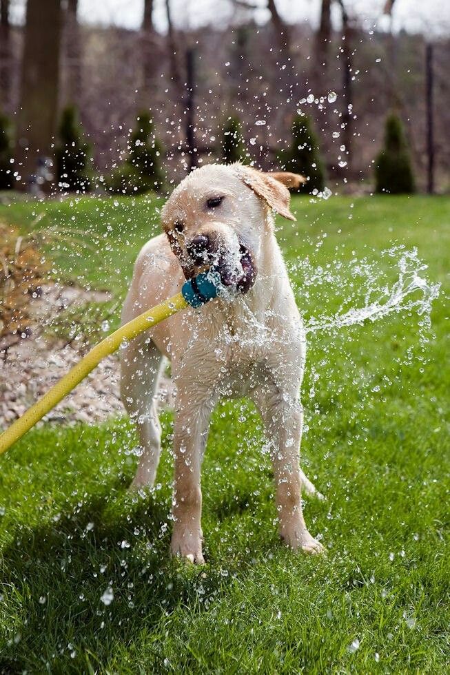 Involving Your Pup in Summer Activities