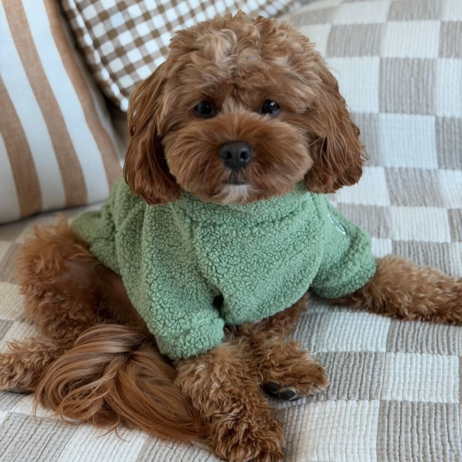 Keeping Your Dog Warm With Clothes This Winter