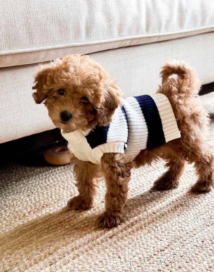 Keeping Your Dog Warm With Clothes This Winter