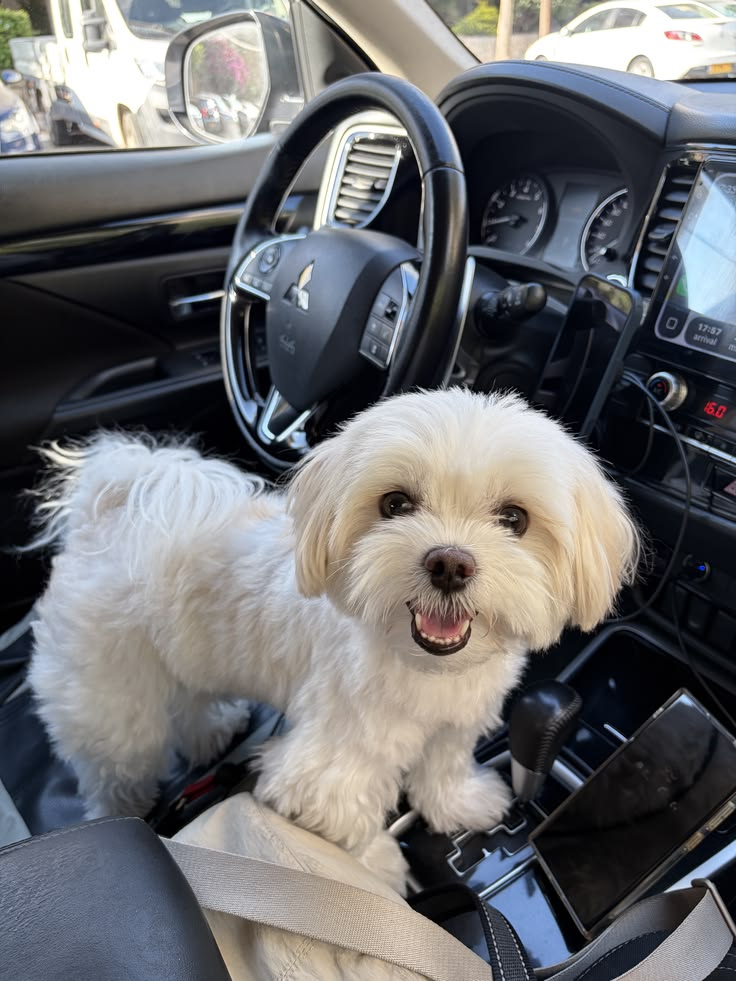 Life With a Maltese Life With a Maltese