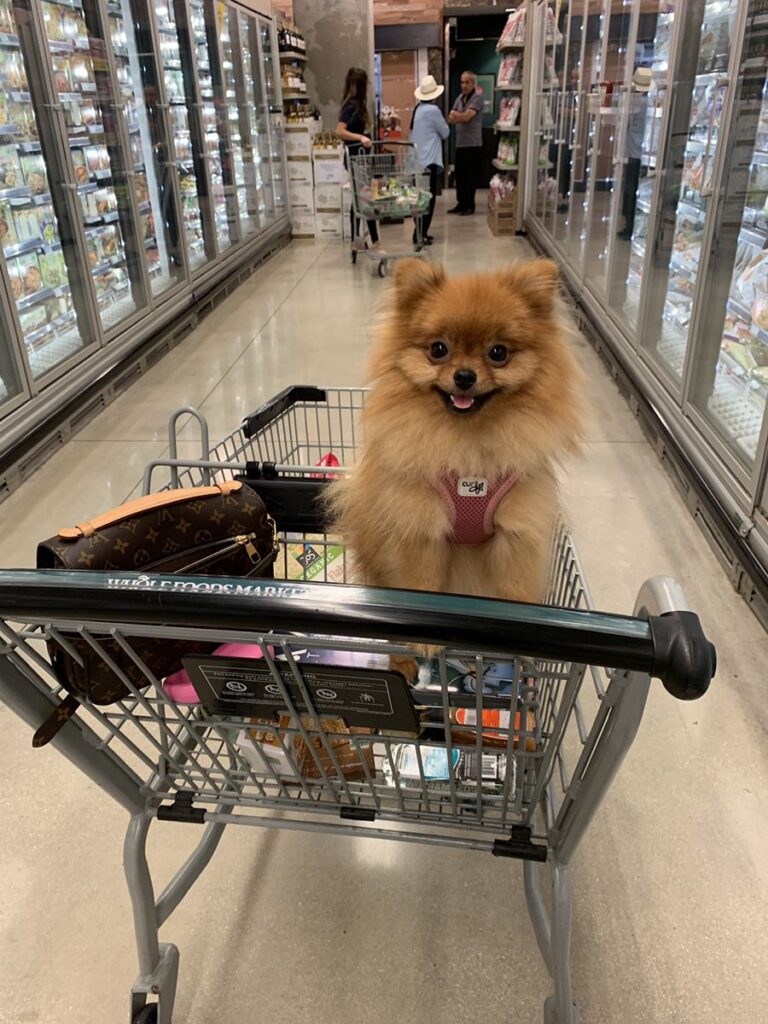 Life With a Pomeranian Life With a Pomeranian