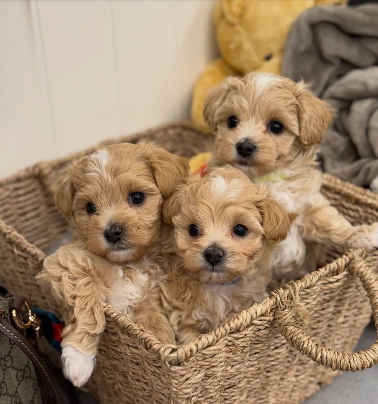 Mini Cavapoo Puppy Virginia