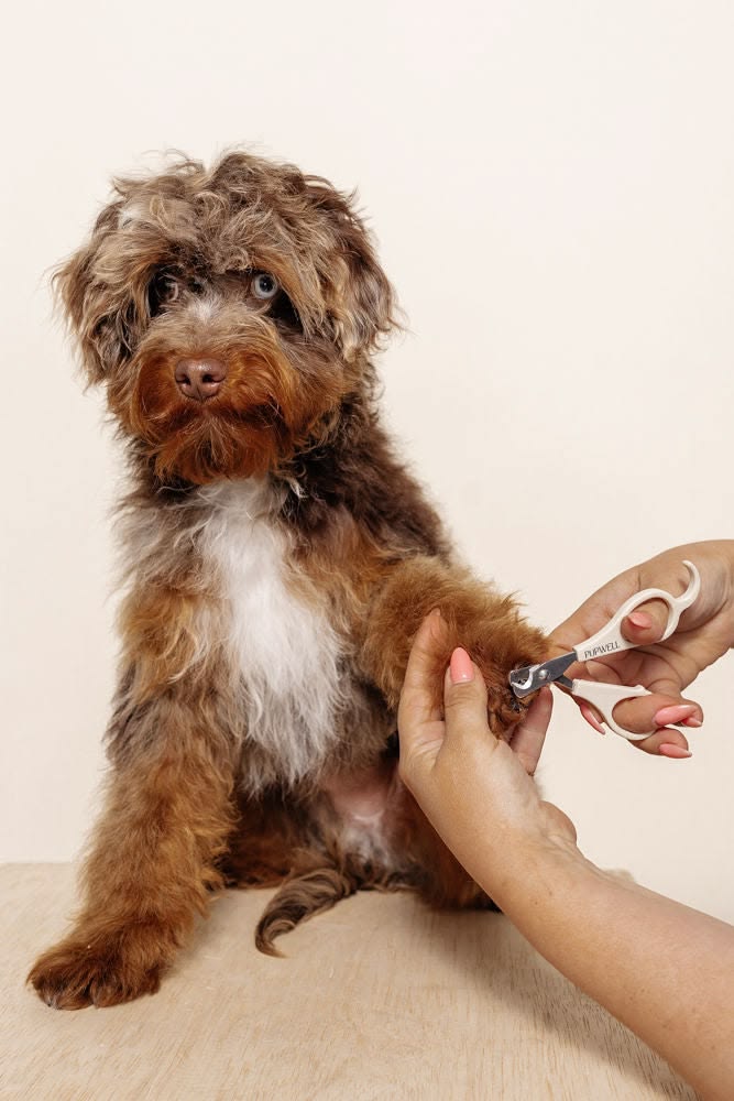 Mini Nail Clippers How To Trim Your Dog’s Nails Safely