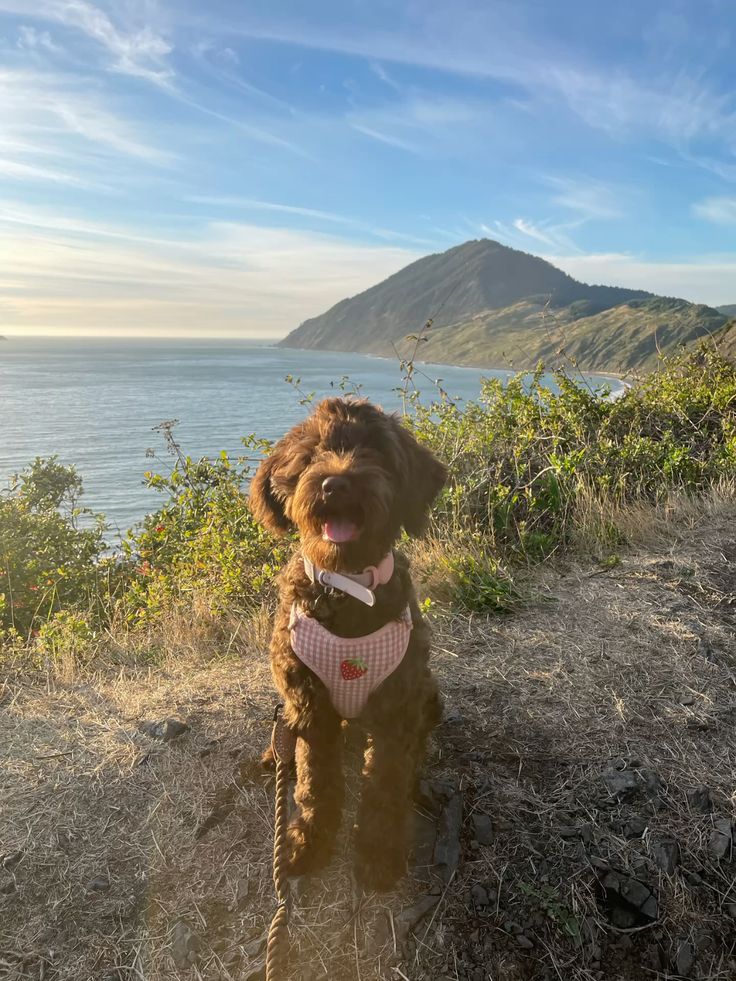 Photograph Your Puppy in the Mountains