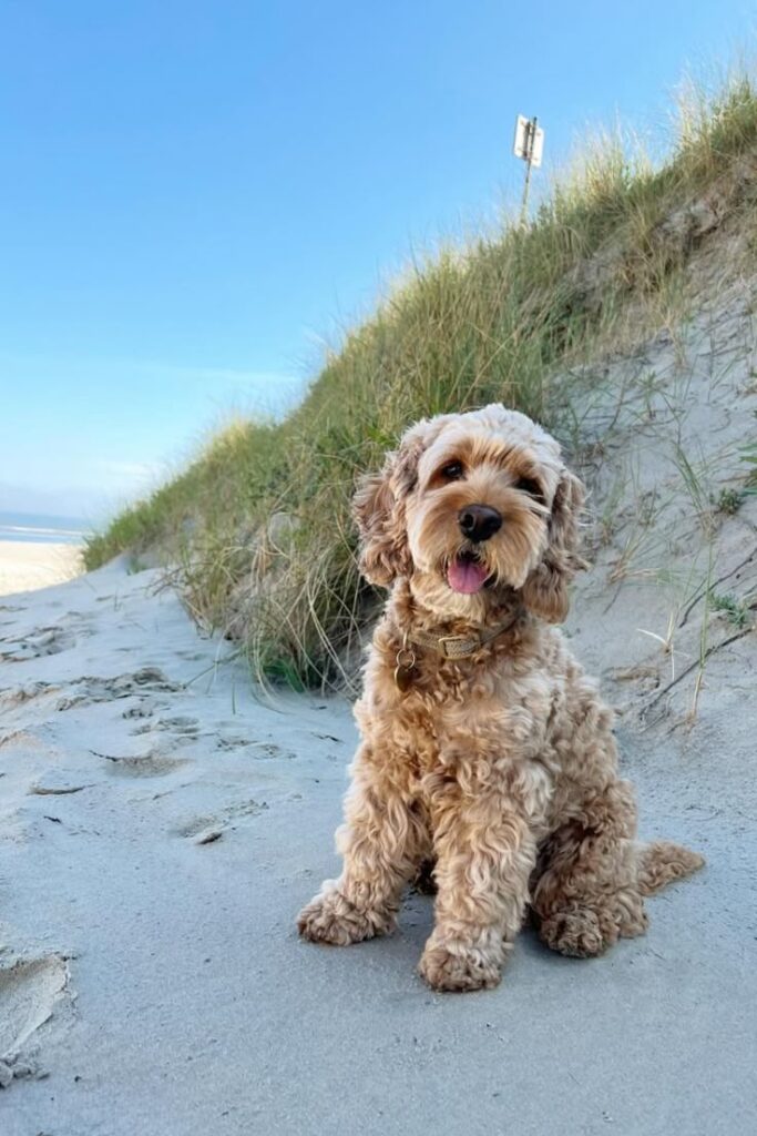 Poodle mixes