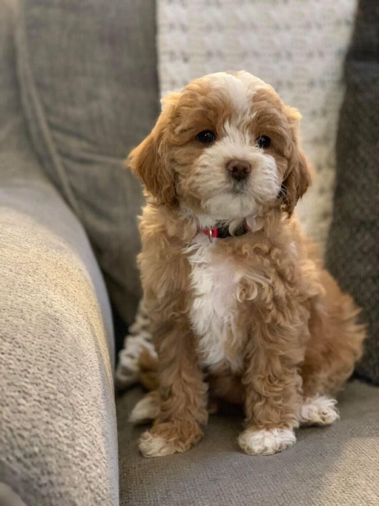 Poodle mixes