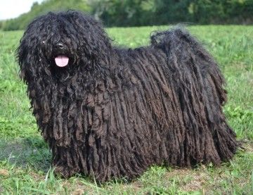 Puli