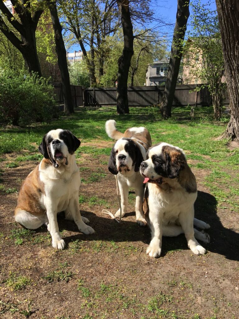 breeds with the largest litters