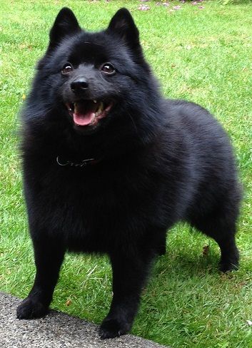 Schipperke
