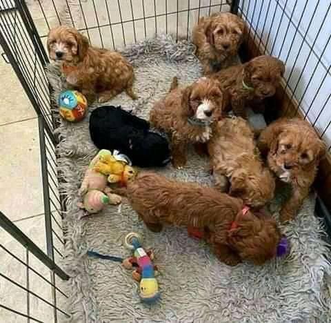 Should I Crate Train My Cavapoo Puppy