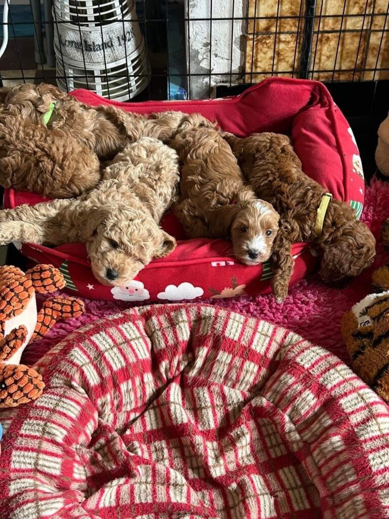 Should I Crate Train My Cavapoo Puppy