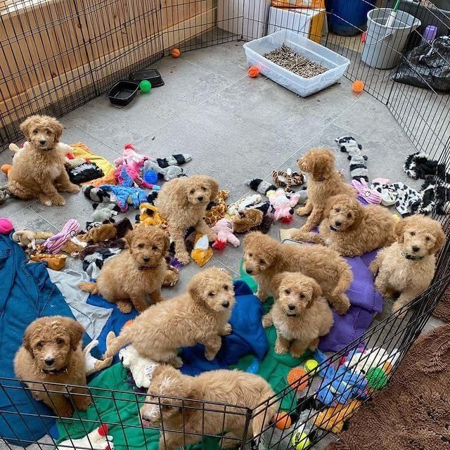 Should I Crate Train My Cavapoo Puppy