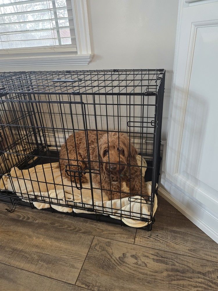 Should I Crate Train My Cavapoo Puppy