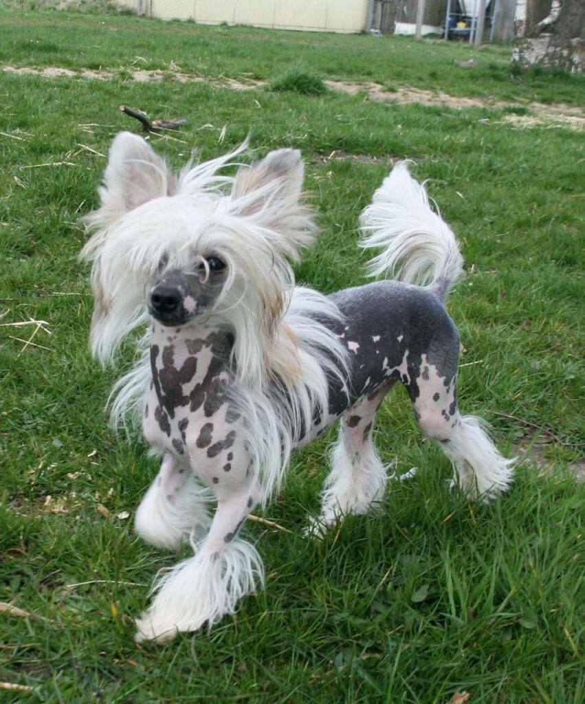 Six Amazing Dog Breeds That Deserve More Attention