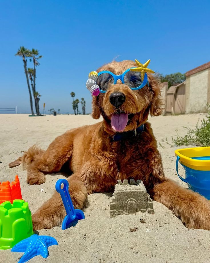 Take Your Puppy to the Beach