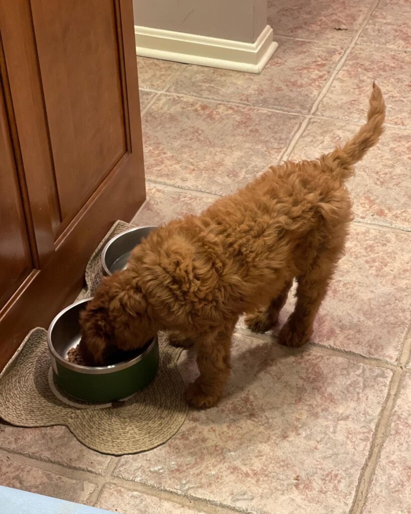 Cavapoo Puppy Behavioral Development Stages Cavapoo Puppy Behavioral Development Stages