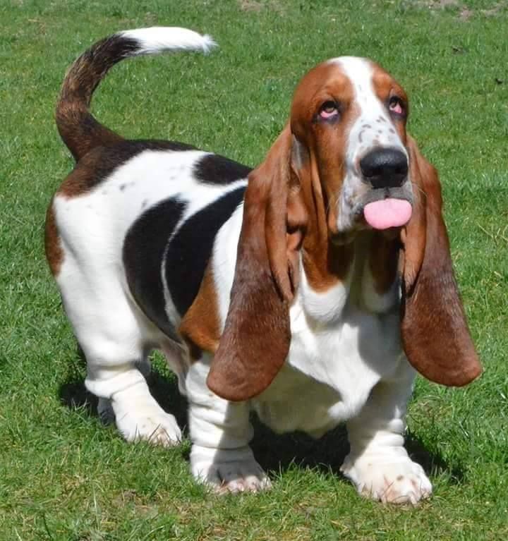 The Dog With the Longest Ears